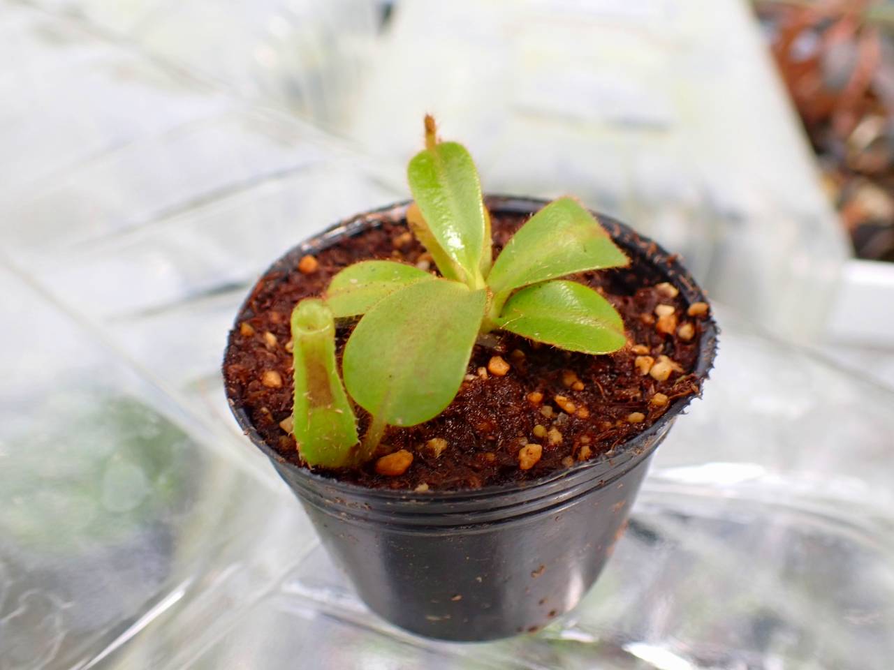 Y957 3-2 [YA-129] N. veitchii H/L Murud Y's Lab - Y's Exotics