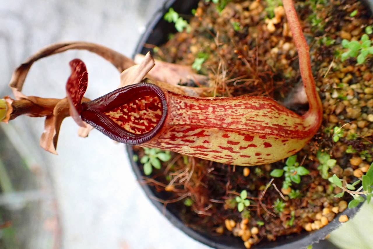 P177 5-3 #BBB N. Gothica (sibuyanensis x maxima(i)) | Y's