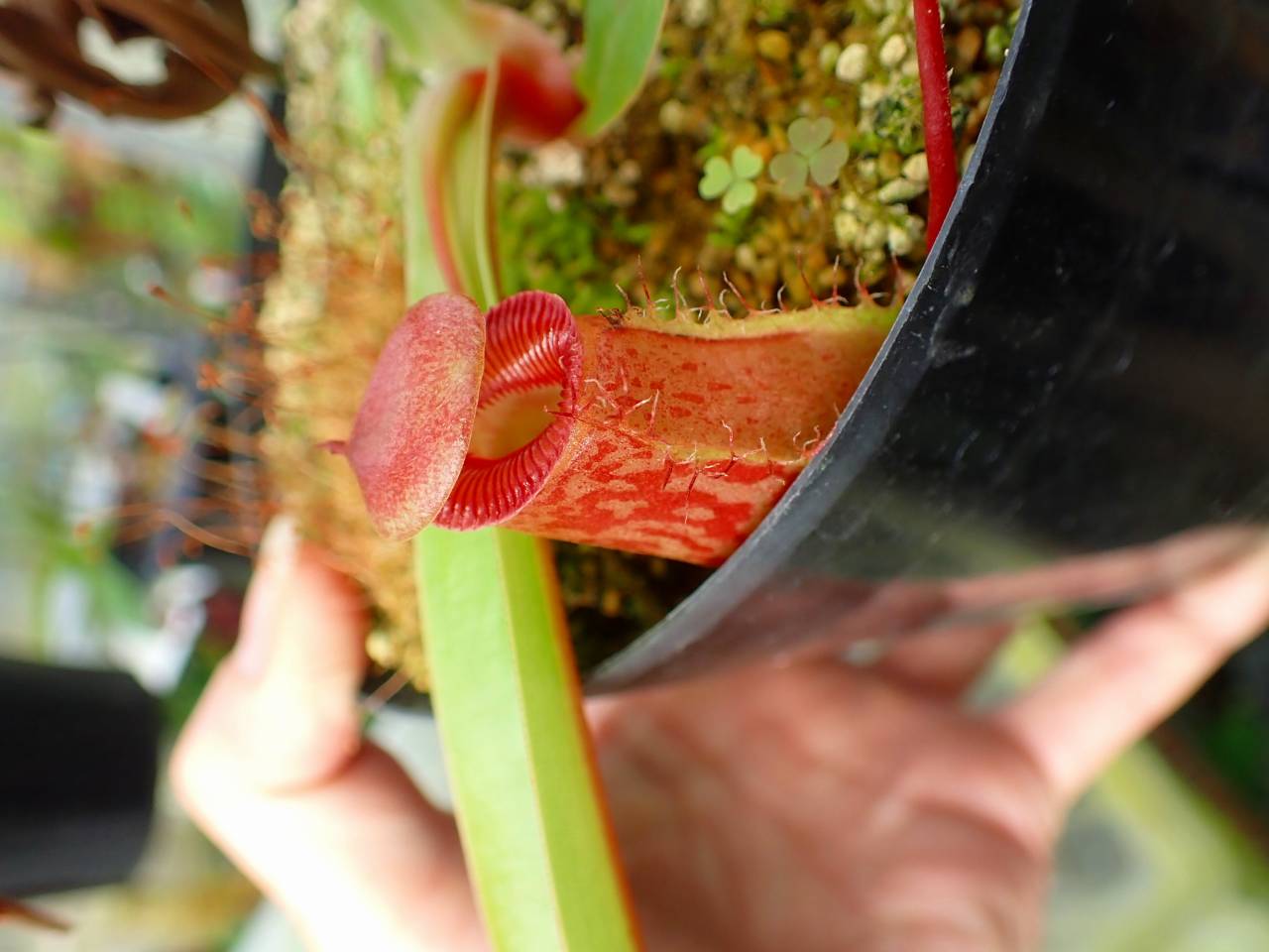 J251 1-4 N. sibuyanensis-squat x Sabre `Dark Cherry' EP - Y's