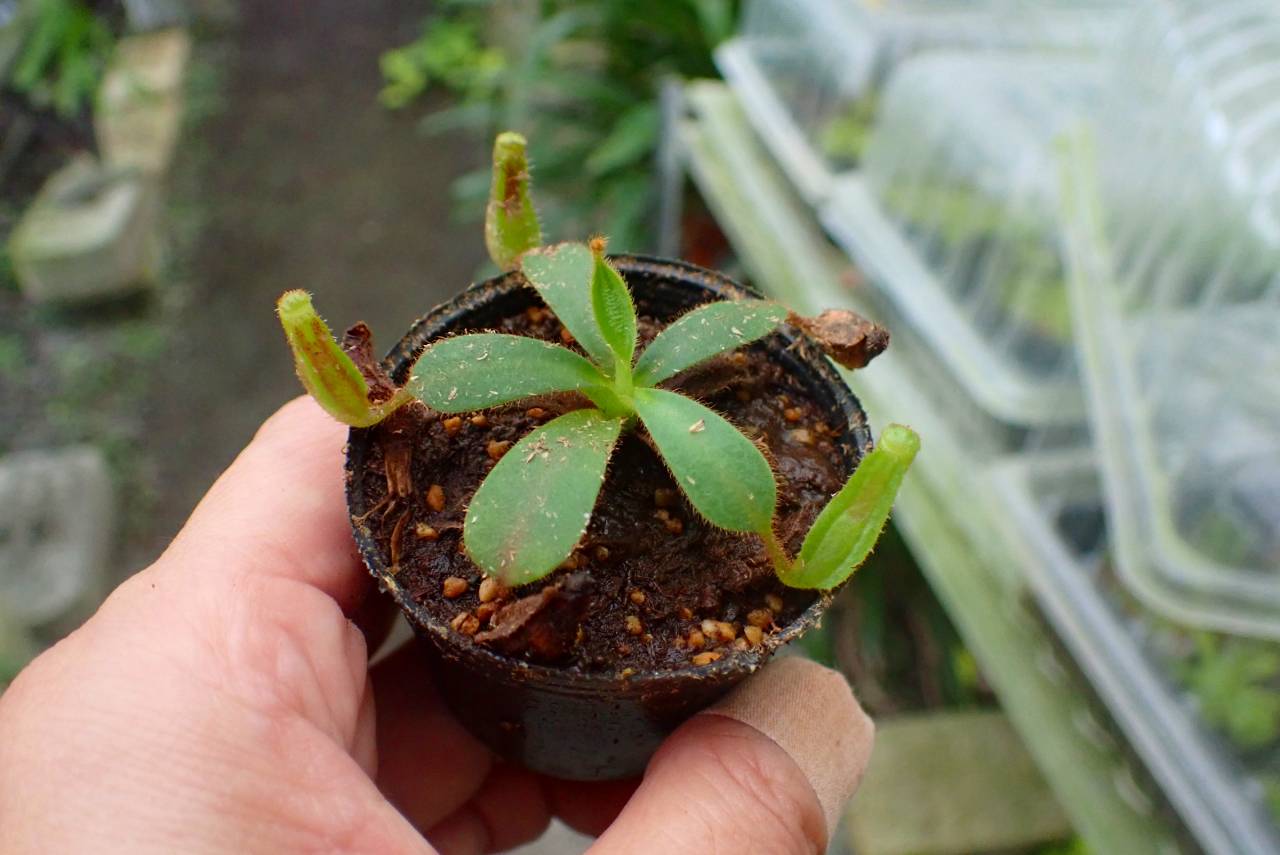 P226 3-2 [YA-129] N. veitchii H/L Murud Y's Lab | Y's Exotics