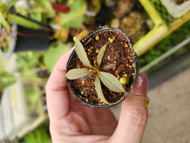 J128 1-3 [YA-179] N. attenboroughii JH Y's Lab - Y's Exotics