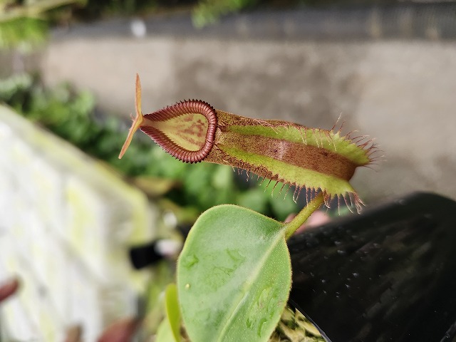 E597 1-3 N. nebularum x edwardsiana Y's | Y's Exotics （山田