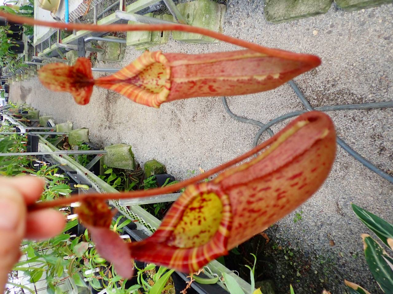 Y628 3-1 #BBB N. truncata x peltata Y's - Y's Exotics （山田食虫
