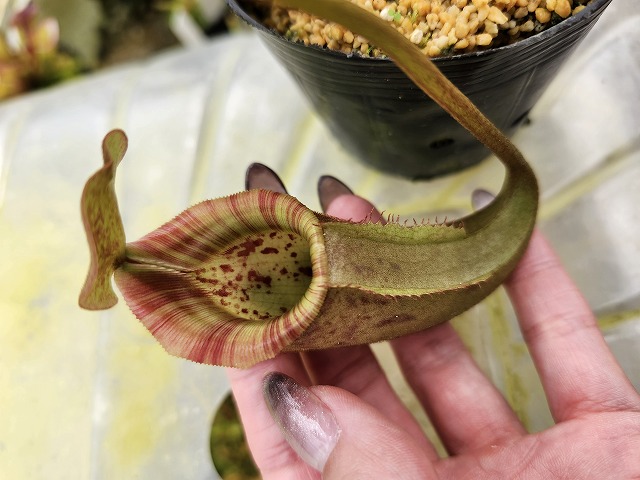 R512 1-2 N. veitchii H/L Murud x rajah | Y's Exotics （山田
