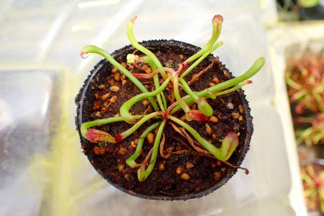 E195 1-2 Darlingtonia californica Y's Lab | Y's Exotics