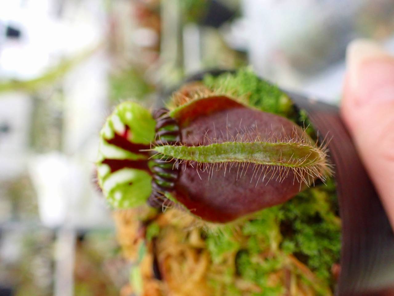G670 1-2 #BBB Cephalotus follicularis {seedling of Hummer's Giant
