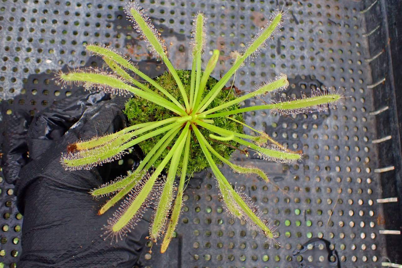 G190 4-1 D. capensis alba x crested nature Y's | Y's Exotics