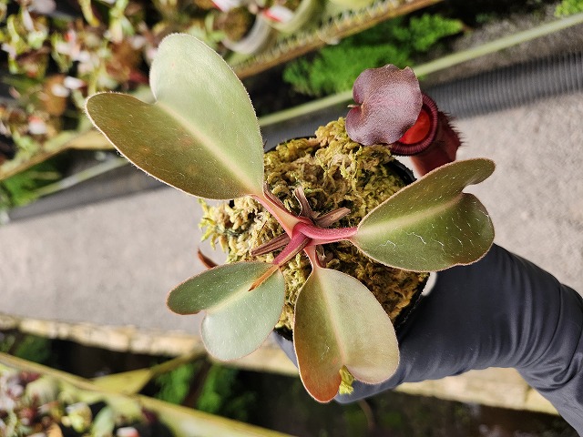 N . (truncata x peltata) x lowii 食虫植物 N . (truncata x peltata) x lowii 食虫植物 Y003 1-4 N. (truncata x