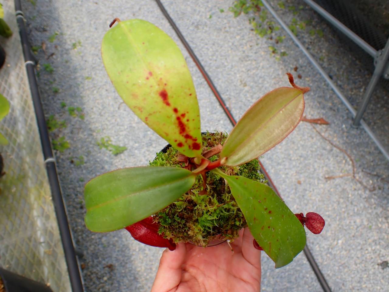 Y117 5-1 N. peltata x mira - Y's Exotics （山田食虫植物農園）