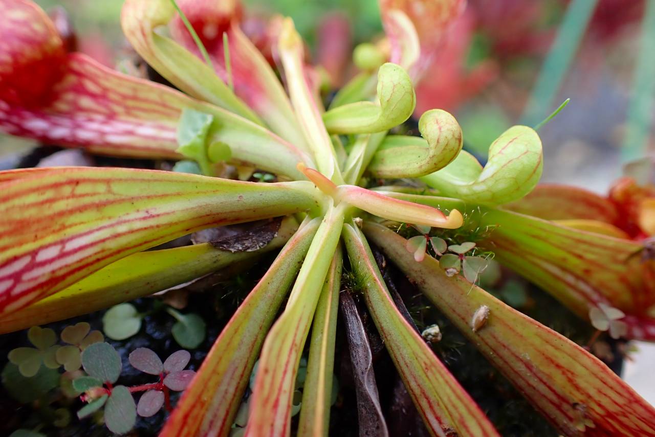 非三葉虫 希少 エルドニア 15710 凱里！ 地質年表 | 地質標本館QRコード