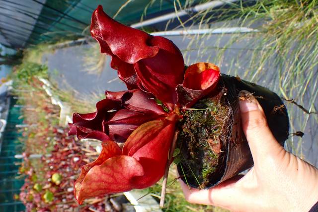 タイトル：昌蒲 Y610 S. purpurea ssp. venosa (伊勢花菖蒲園 選別丸形株 No.56