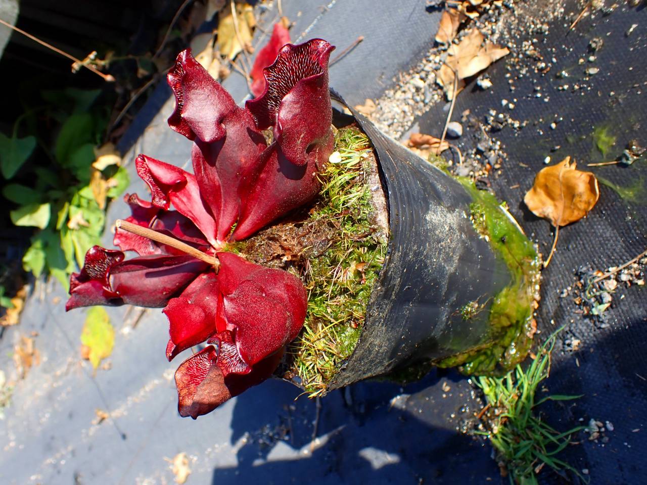 タイトル：昌蒲 G859 S. purpurea ssp. venosa (伊勢花菖蒲園選別丸形株 No.09) MS