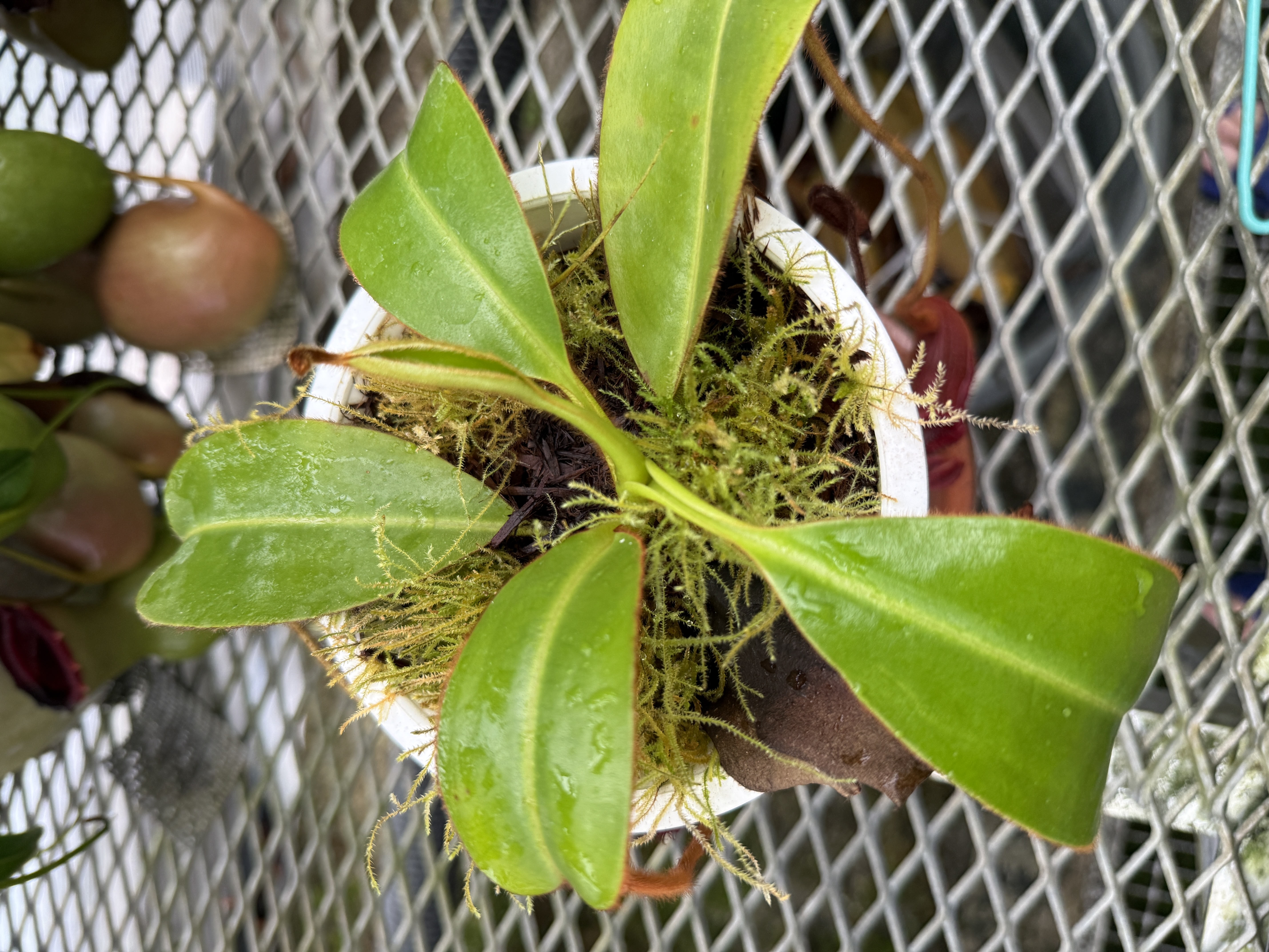 食虫植物N. xkinabaluensis x xharryana #NNN N. hamata x xharryana Tambuyukon #山田食虫植物農園 ＃食虫植物