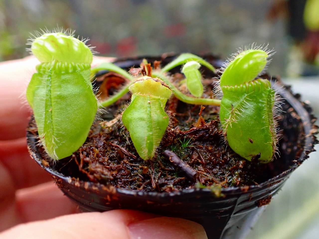 O121 1-1 [YA-30] Cephalotus follicularis Giant Y's Lab - Y's