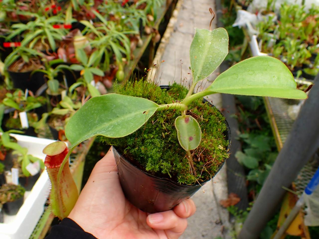 E136 1-2 N. peltata f. yellow phantom `Yamada' x lowii Ranau Y's