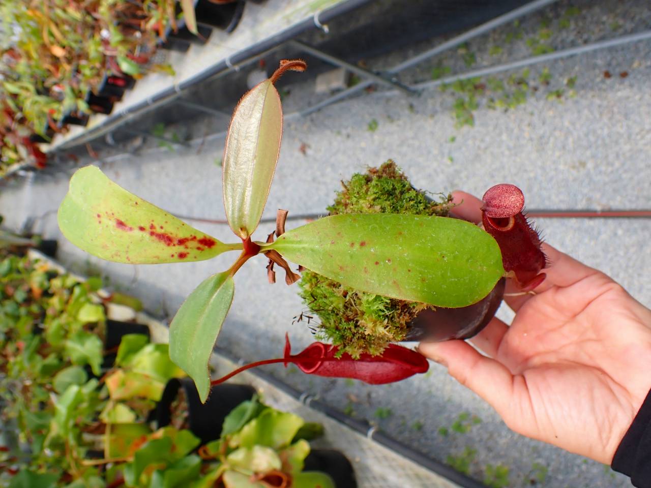 Y117 5-1 N. peltata x mira - Y's Exotics （山田食虫植物農園）