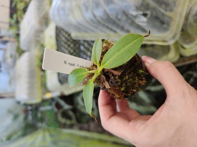 R480 1-4 N. rajah x edwardsiana #NNN | Y's Exotics （山田食虫植物