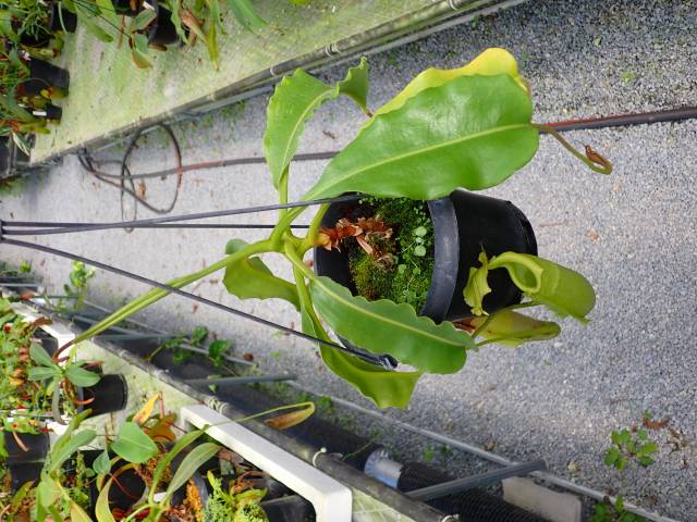 G081 5-3 N. maxima wavy leaf, frilled stem x maxima (d) Sulawesi