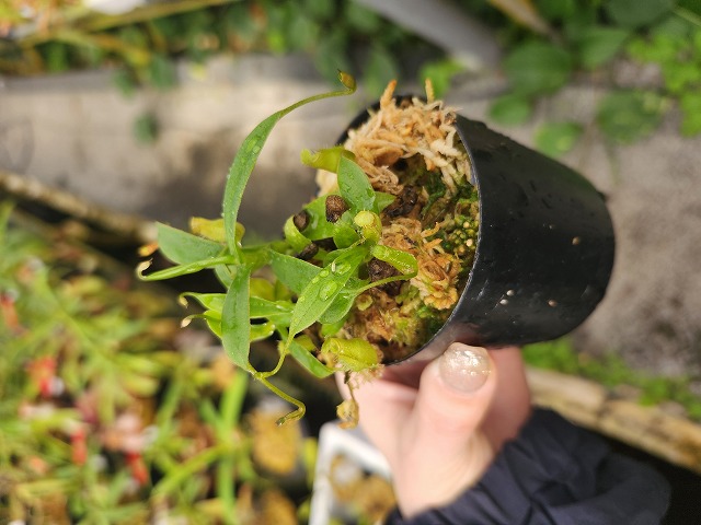 Y345 1-2 N. aristolochioides x ? {natural hybrid, Gunung Tujah