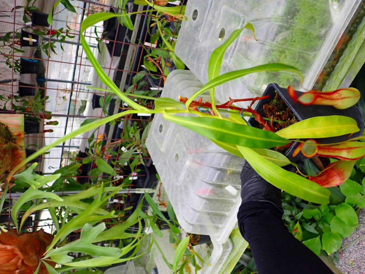 R311 3-1 N. gracilis giant red pitcher x alata Y's | Y's Exotics