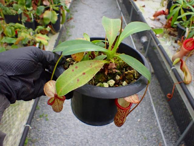R519 5-1 #BBB N. (sumatrana x boschiana) x campanulata konan | Y's