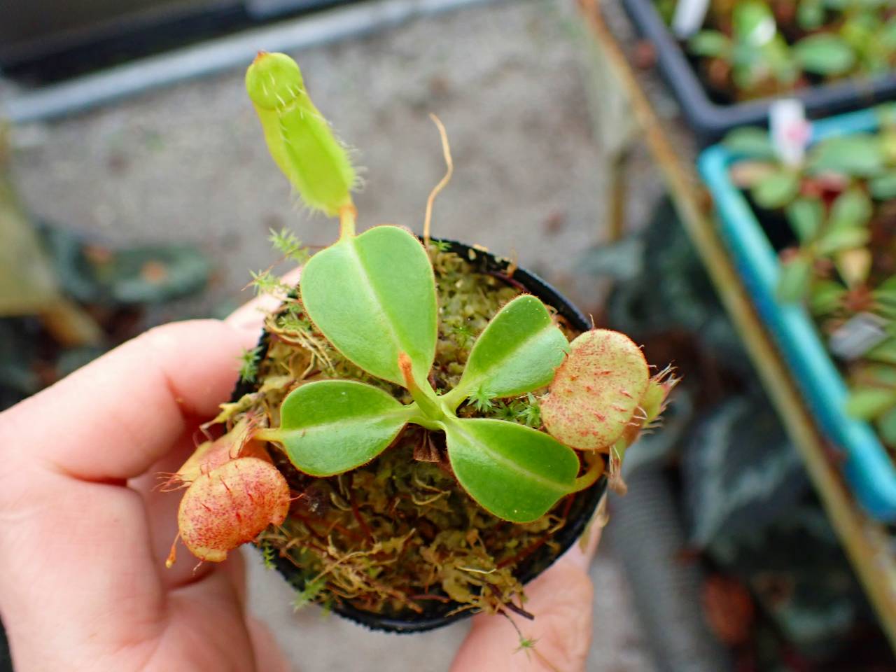 J601 1-3 N. villosa Tambuyukon x robcamtleyi #NNN - Y's Exotics