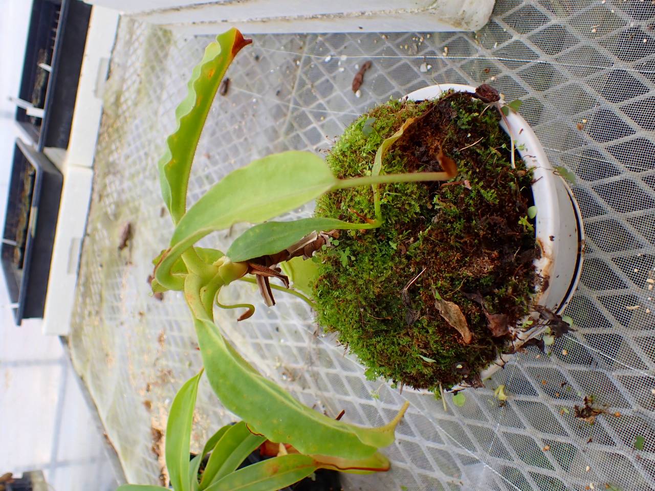 Y863 4-1 N. maxma wavy stem x maxima(d) Sulawesi green Y's - Y's