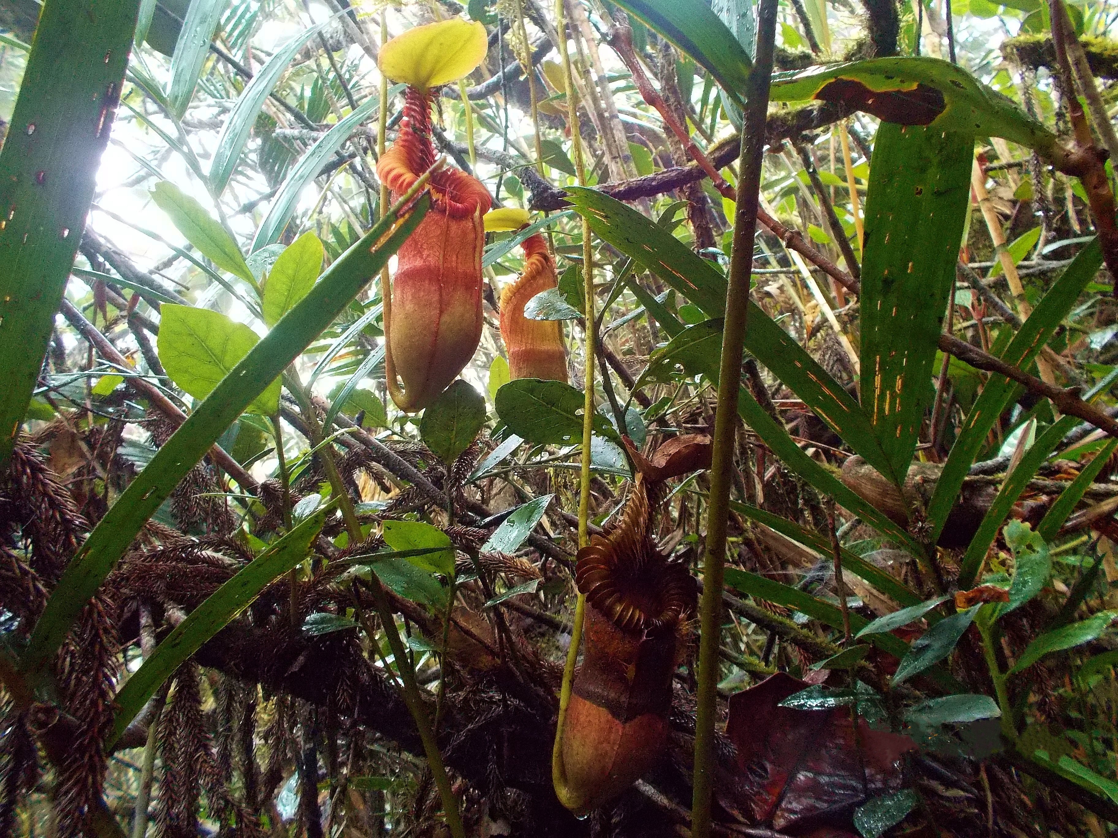N.xharryana Tambuyukon - Y's Exotics （山田食虫植物農園）