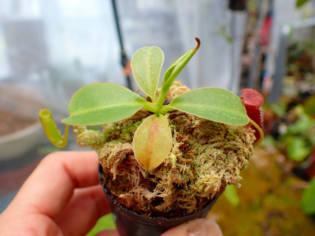 E169 1-2 N. rajah x lowii #NNN - Y's Exotics （山田食虫植物農園）