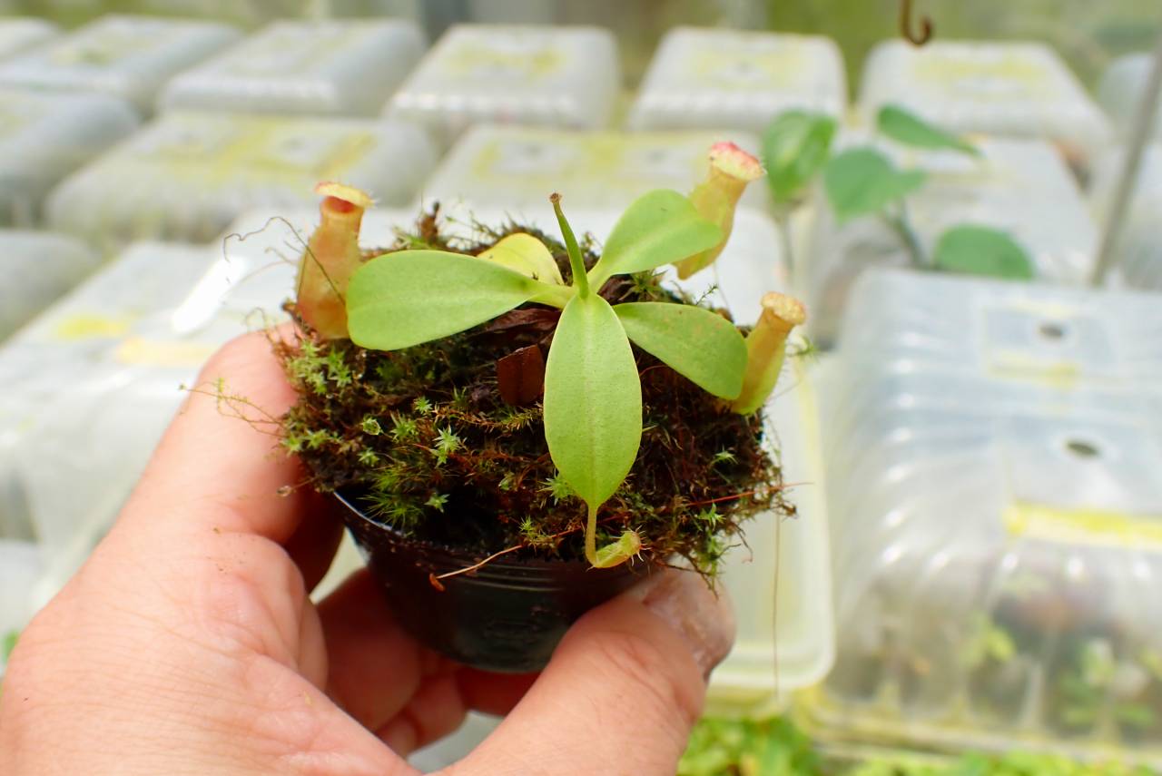 Y514 1-4 N. undulatifolia x rajah #NNN - Y's Exotics （山田食虫