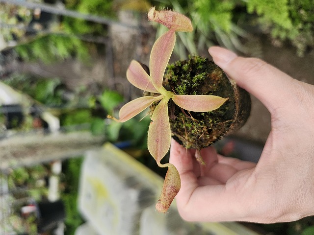 E268 1-4 N. maxima x xalisaputrana #NNN - Y's Exotics （山田食虫