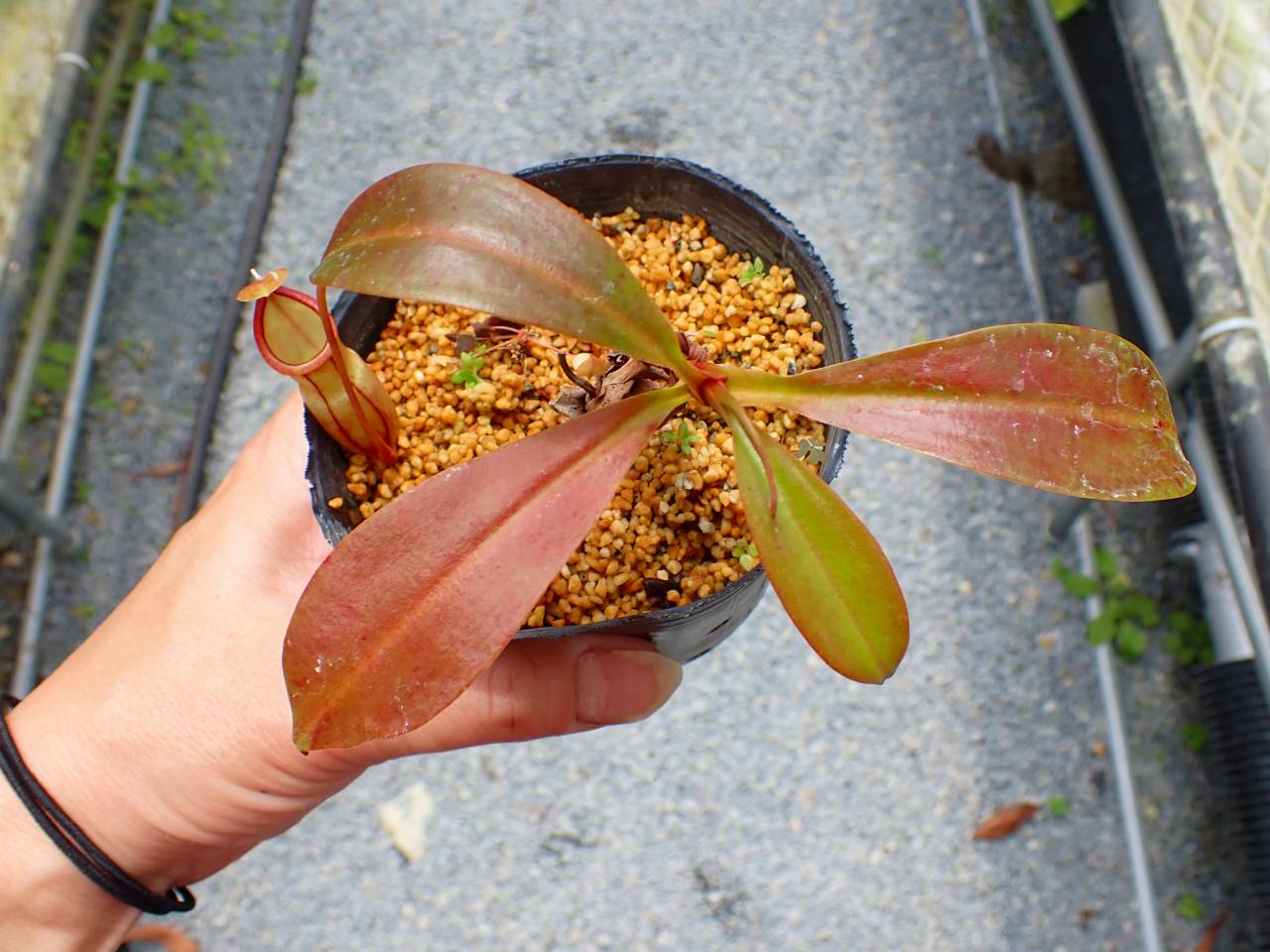 P932 5-3 N. viking x campanulata konan - Y's Exotics （山田食虫