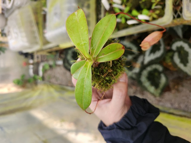 G164 1-4 N. sibuyanensis Y's Lab - Y's Exotics （山田食虫植物農園）