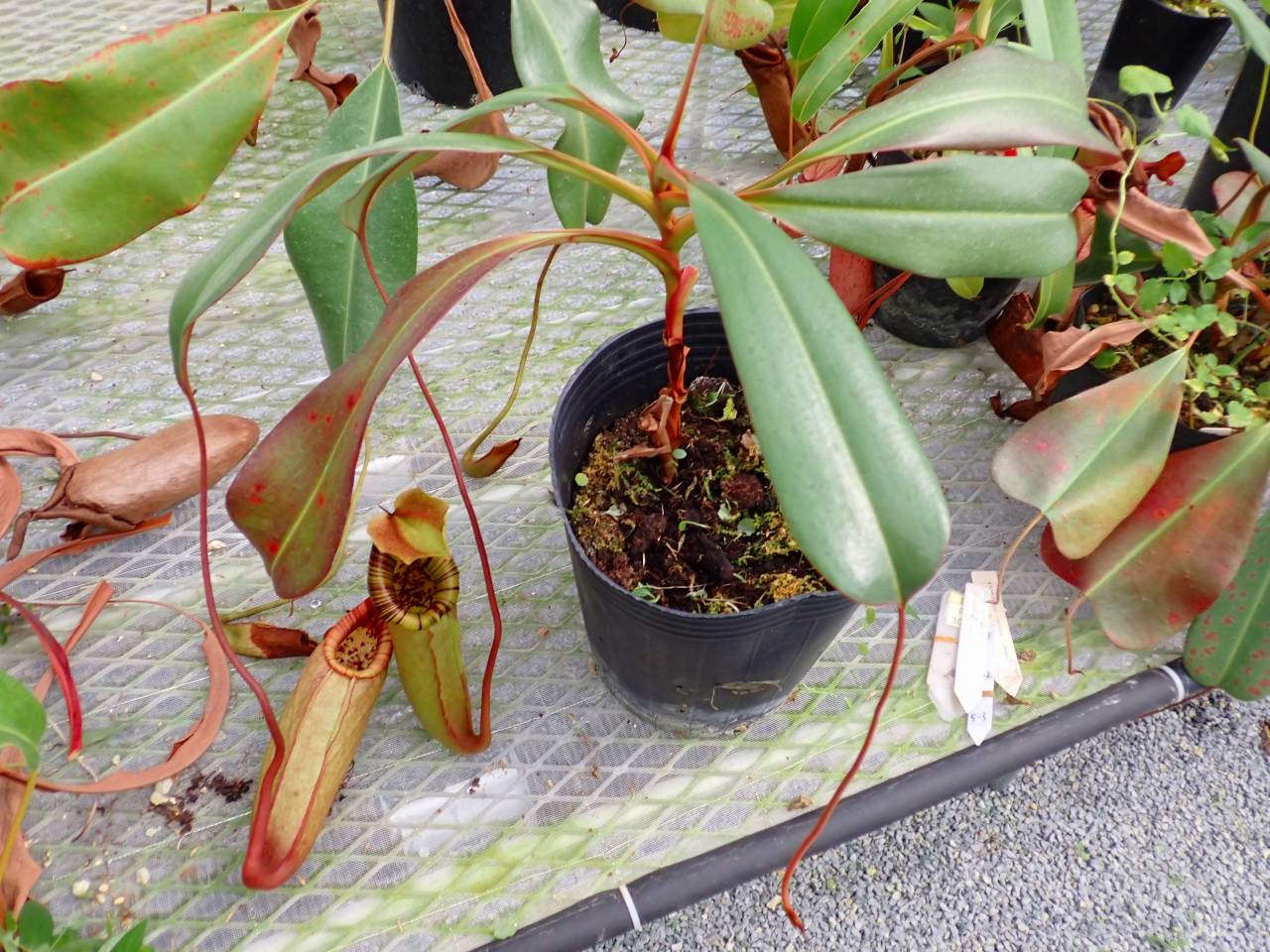 えのきのこ様　確認専用 R305 5-1 #BBB N. sp. Philippin (merrilliana x truncata) No.1 Mr