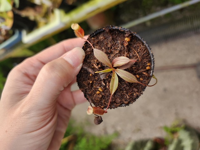 Y654 1-3 [YA-179] N. attenboroughii JH Y's Lab - Y's Exotics