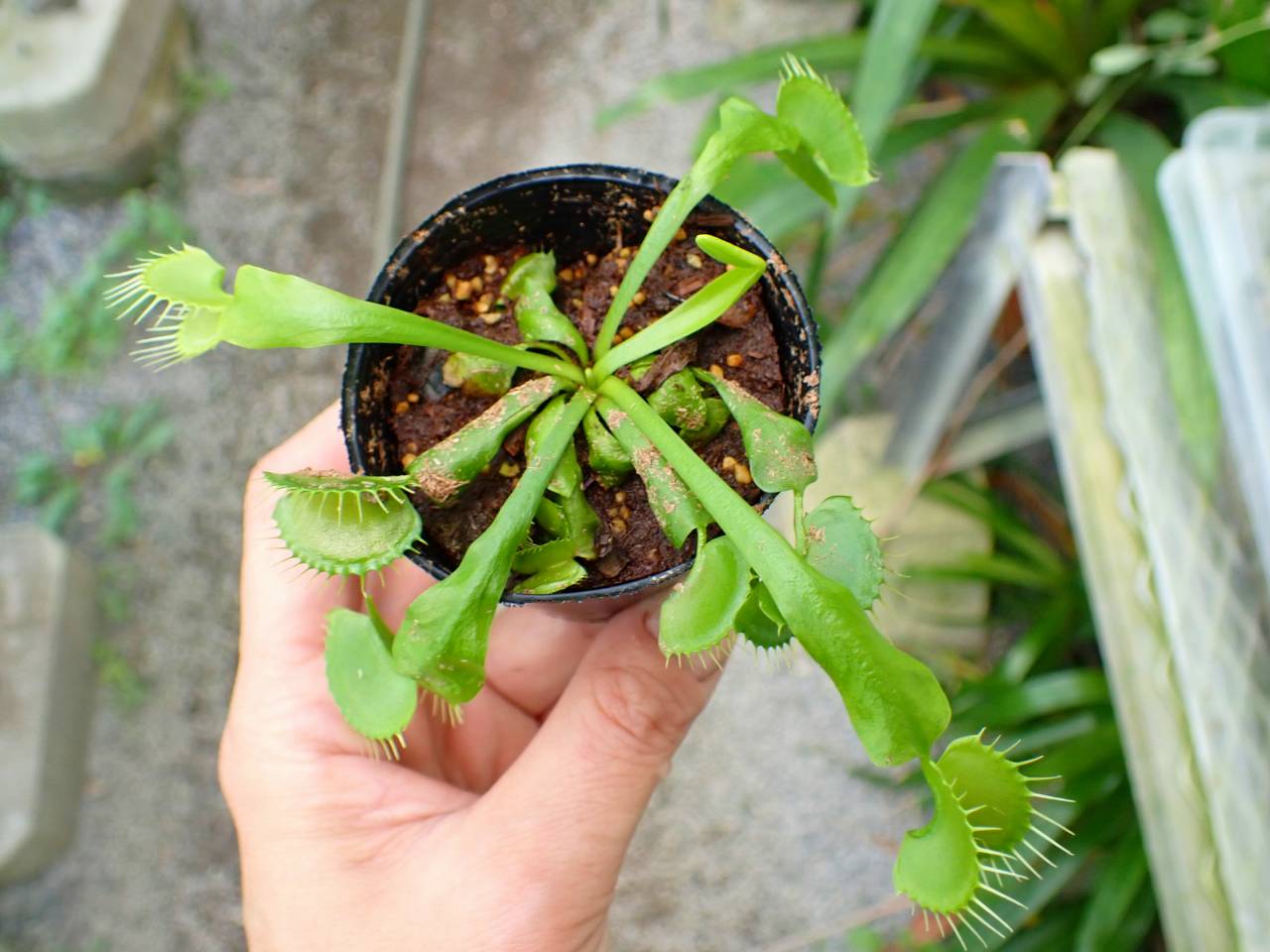 Y705 3-2 Dionaea muscipula B52 Y's Lab - Y's Exotics （山田食虫
