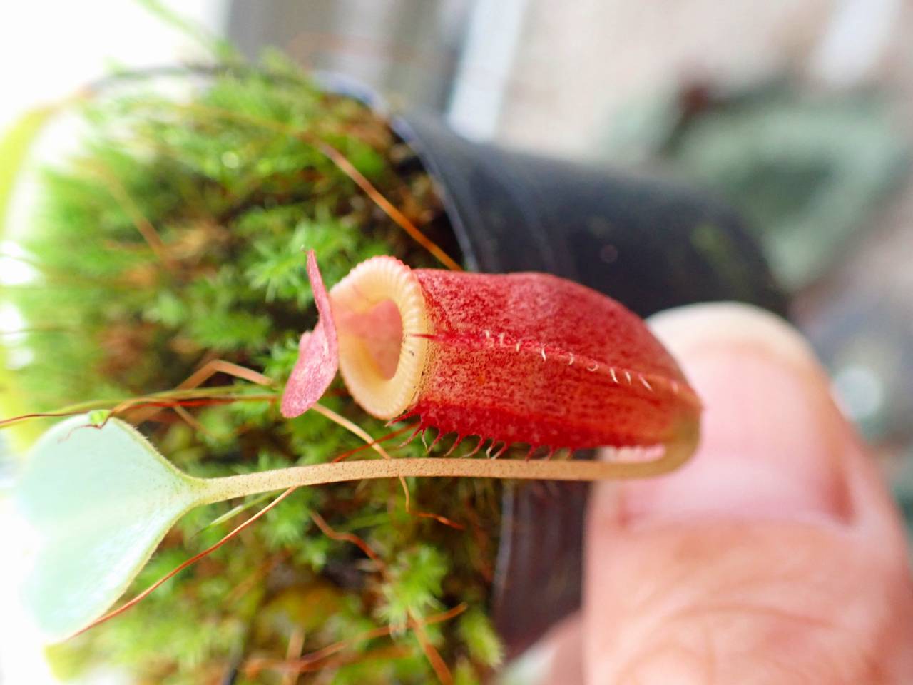 O622 1-4 N. jacquelineae x sibuyanensis konan - Y's Exotics （山田