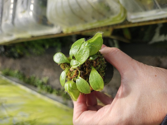 セファロタス seedling of Hummer’s Giant 02 BCP E124 1-1 Cephalotus folllicularis {seedling of Hummer's Giant}[BCP