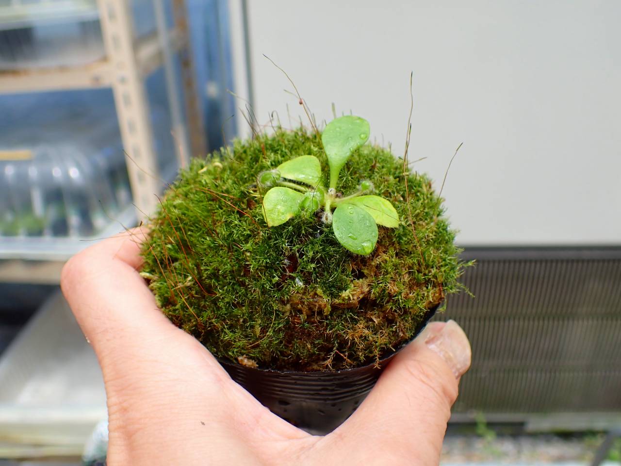 E144 1-2 Cephalotus follicularis black pitcher clone (Botanical