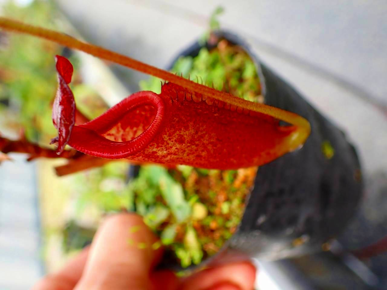 Y694 5-3 #BBB N. [(thorelii x rafflesiana) x thorelii-squat] x