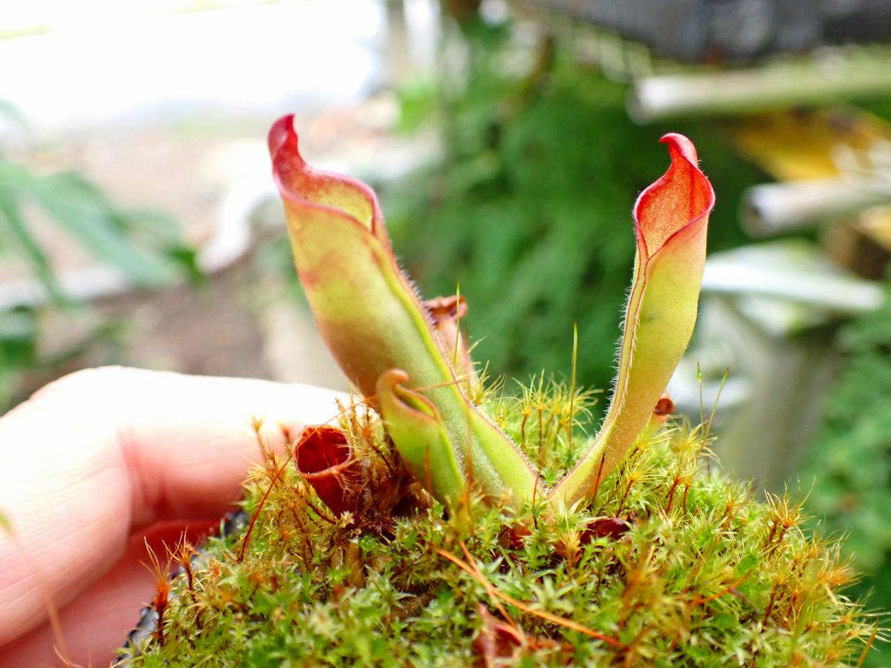 Y684 1-1 Heliamphora sarracenioides {exact clone from mix of
