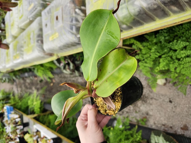 J619 1-4 N. veitchii H/L Murud x macrophylla - Y's Exotics （山田