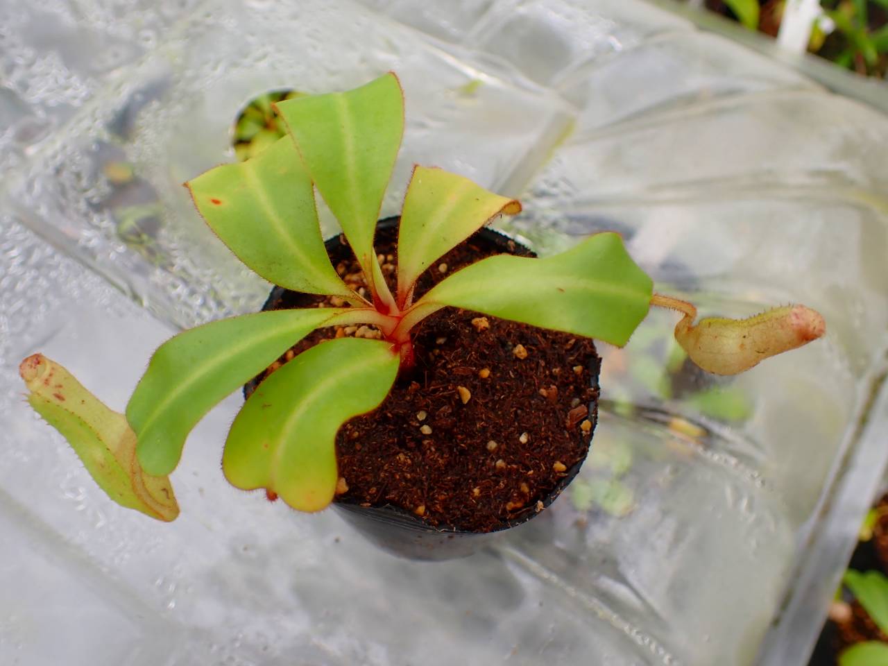 Y102 5-1 [YA-170] N. clipeata Nep Gardner Y's Lab - Y's Exotics