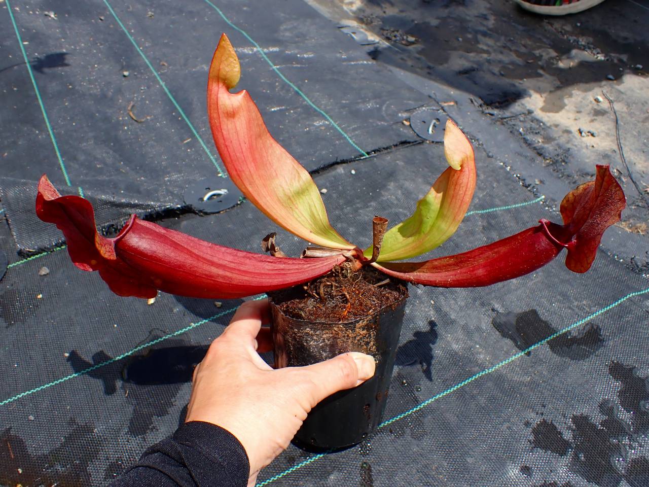 ゴローニャぱいせんページ R618 3-1 #BBB S. purpurea ssp. purpurea f. heterophylla x rubra TF