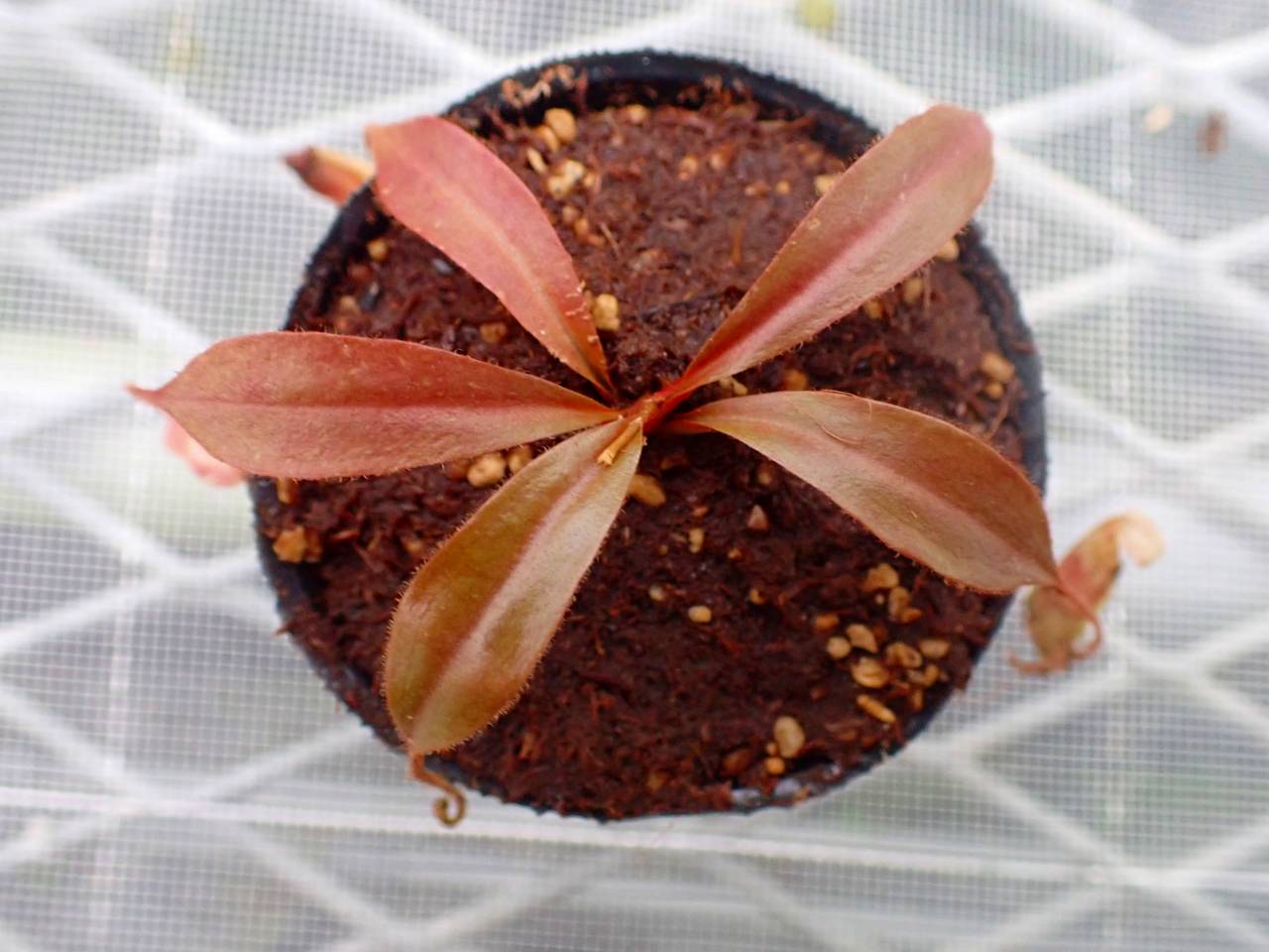 G231 5-1 [YA-179]N. attenboroughii JH Y's Lab - Y's Exotics （山田