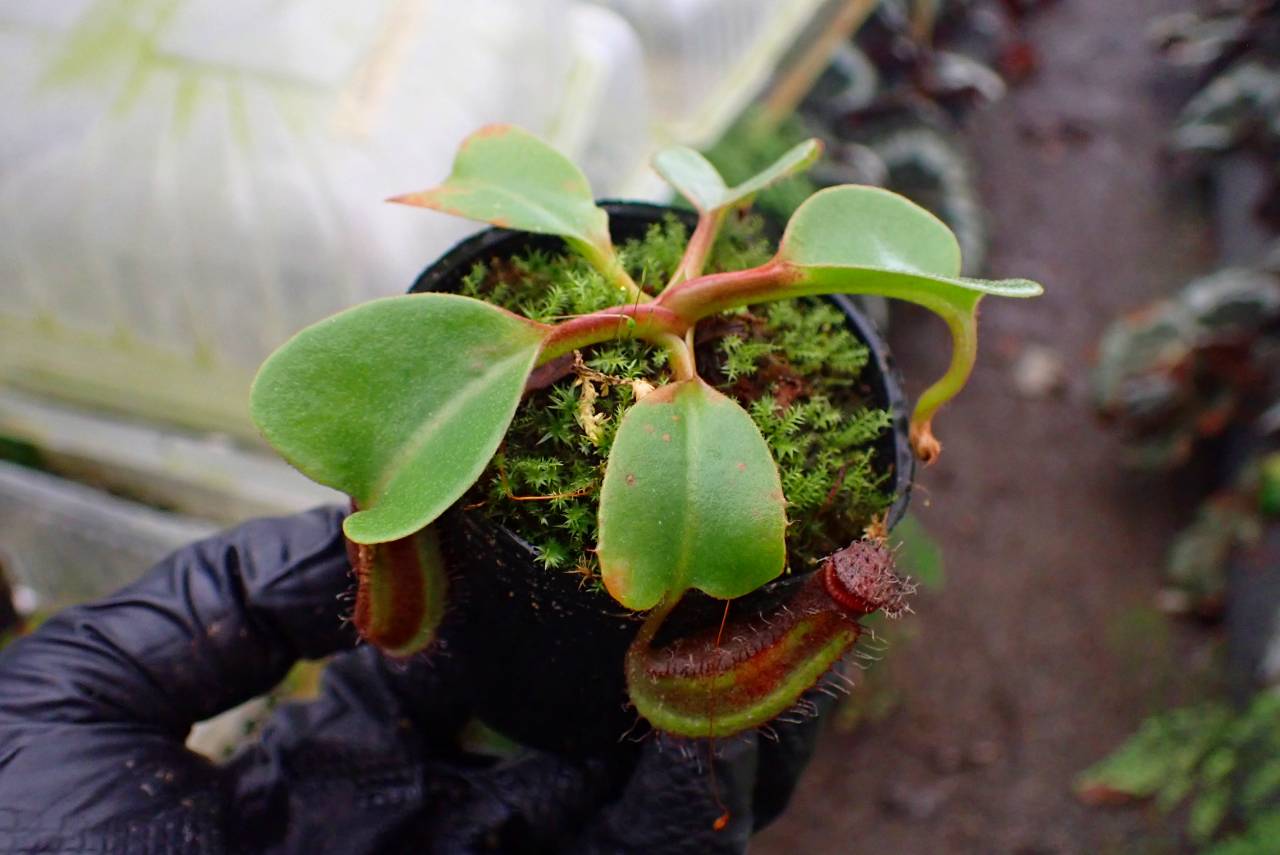G144 1-4 N. nebularm sibcross Y's | Y's Exotics （山田食虫植物農園）