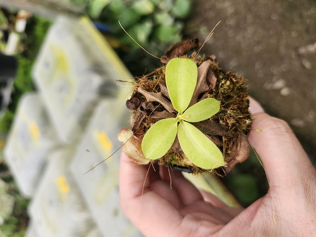 E543 1-4 N. maxima x xalisaputrana #NNN - Y's Exotics （山田食虫