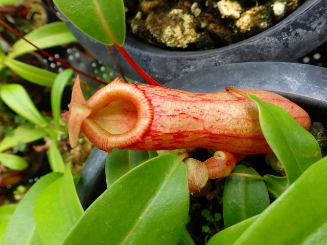 J175 5-2 N. ventricosa-red (seedling) Y's | Y's Exotics