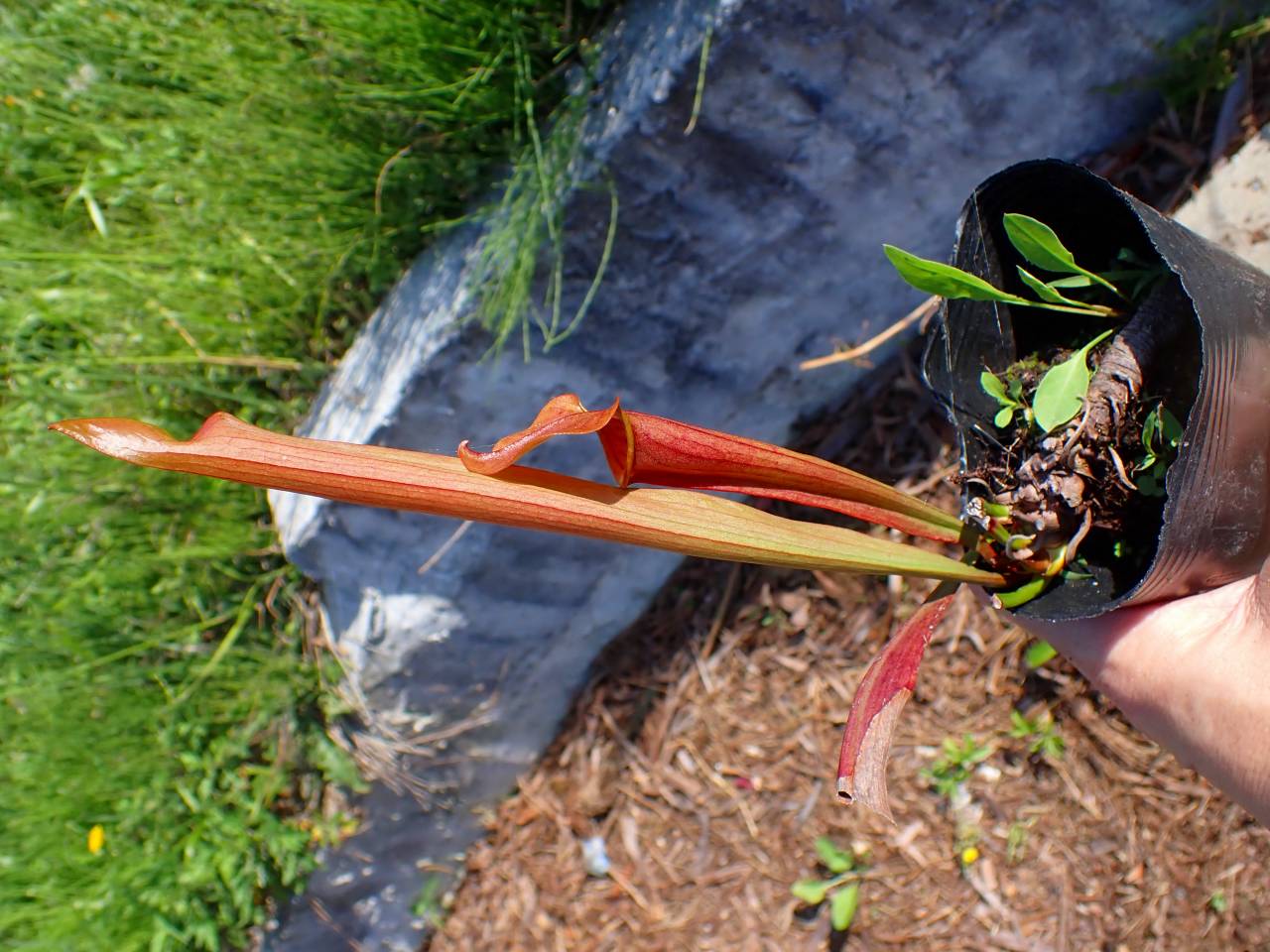 G730 S. popei (red form) - Y's Exotics （山田食虫植物農園）