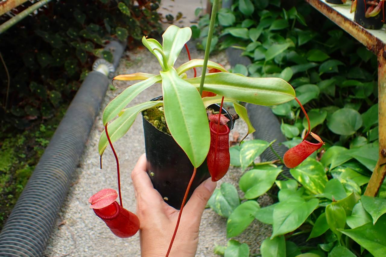 G903 1-4 N. (ventricosa x sibuyanensis-giant) x Sabre `Dark